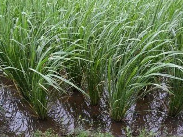 種植皇竹草養(yǎng)牛劃算嗎，一頭牛吃多少斤皇竹草