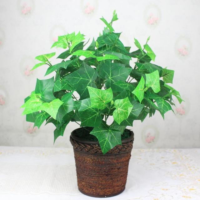 爬山虎也能做盆景？生長能力比較好，抗旱能力不錯