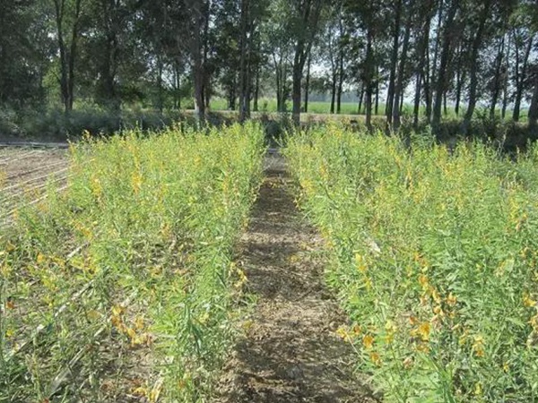 豬屎豆栽培技術與管理應用方法