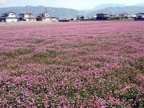 看著很好看的紫云英，紫云英基本介紹