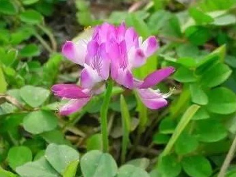 看著很好看的紫云英，紫云英基本介紹