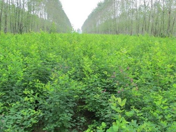 耐寒性較好—二色胡枝子栽培技術要點