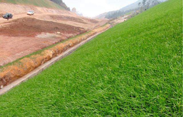 一次種植,多次收益的優(yōu)質(zhì)牧草——多年生黑麥草 一次種植,多次收益的優(yōu)質(zhì)牧草——多年生黑麥草