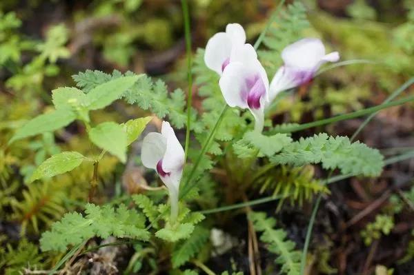 “小米草”的養護方法與播種繁殖