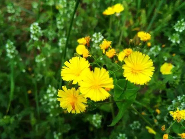 苦荬菜簡單介紹與營養價值