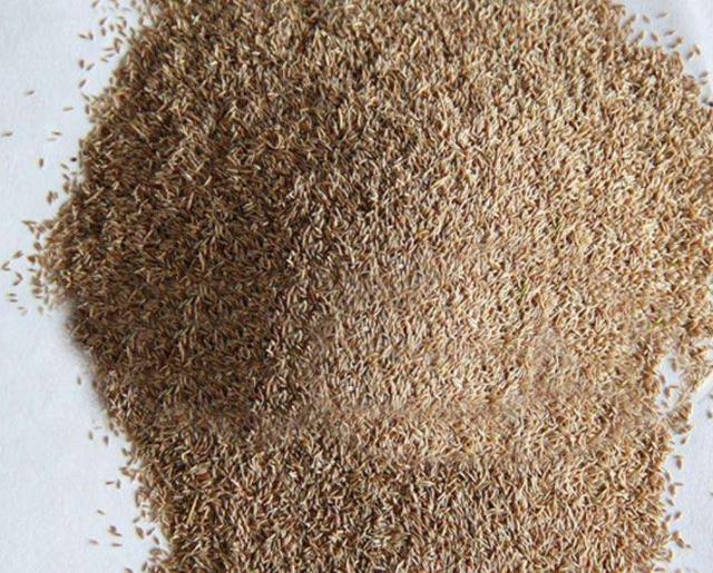 草坪綠化中的王者，護(hù)坡能力強大的的剪股穎草種