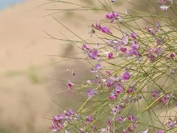 常見植物花棒——耐旱、喜光樹種