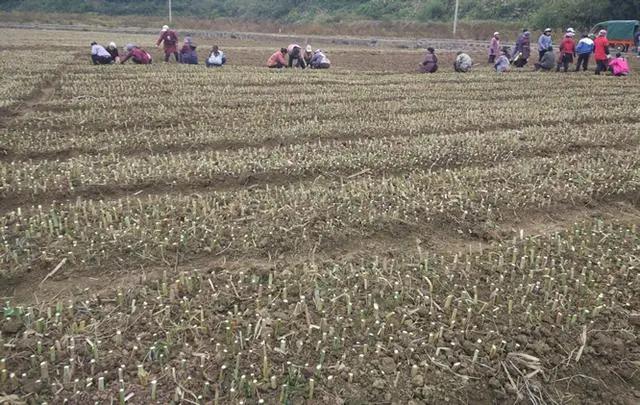 皇竹草養(yǎng)豬、喂雞可降低成本增加收入，栽培方法！