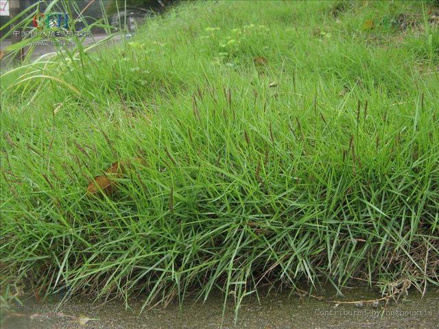結縷草草坪草的經濟價值及其種植管理技術 結縷草草坪草的經濟價值及其種植管理技術