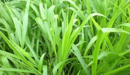 南方地區適宜種植的牧草---寬葉雀稗