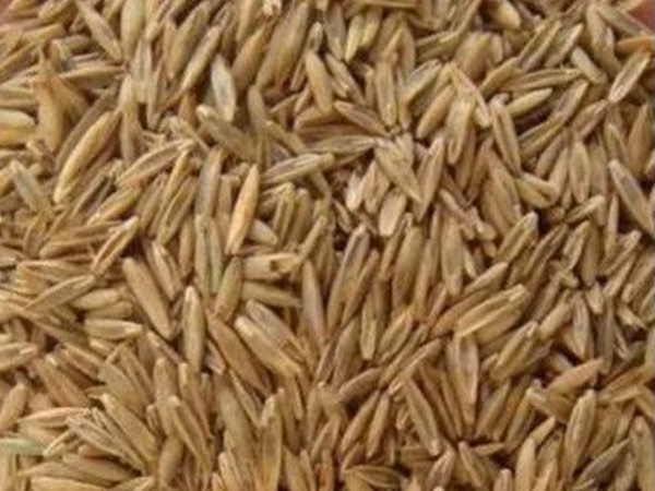 披堿草種植方法與管理技術 披堿草種植方法與管理技術