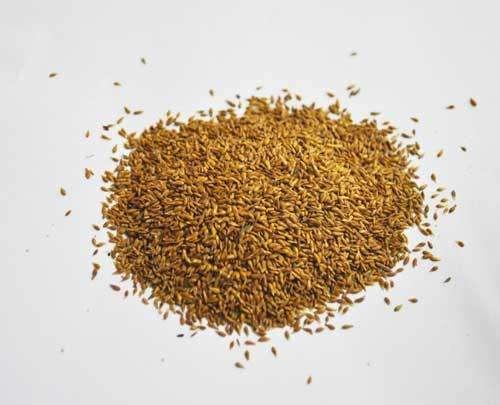 優質草坪草——結縷草經濟價值與播種技術