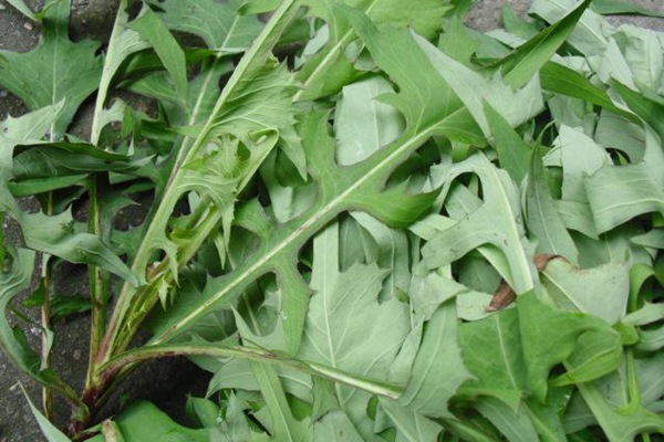 苦荬菜種子怎么進行種植比較好? 苦荬菜種子怎么進行種植比較好?