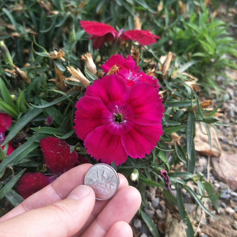 常夏石竹 常夏石竹