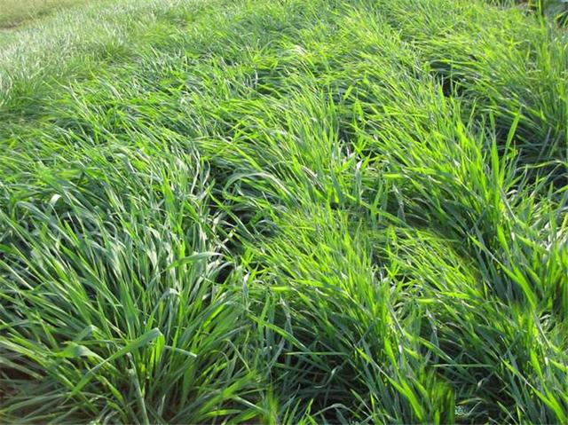 易種植的多年生黑麥草種植方法詳情 易種植的多年生黑麥草種植方法詳情