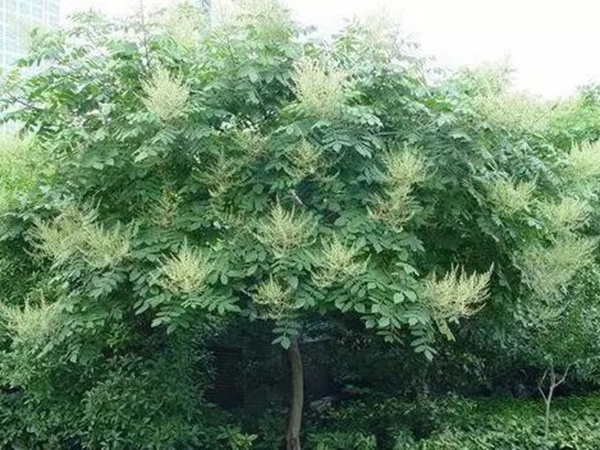 鹽膚木的種植栽培技術(shù)以及田間管理方法