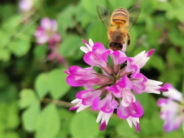 “草籽花”紫云英——滿滿的美好回憶