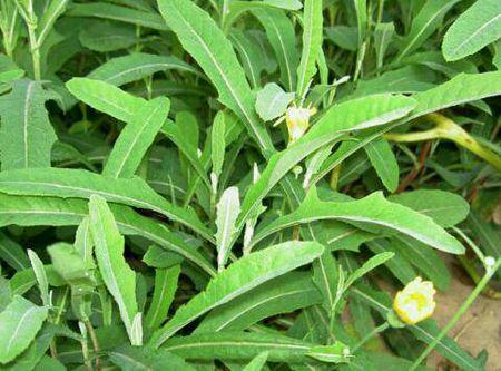 苦荬菜怎樣種植效果好？怎么種植可以高產(chǎn)量