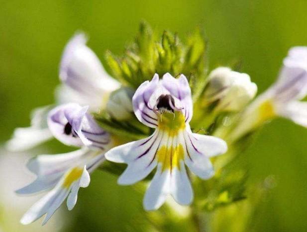 要想小米草種的好，要學會種植的技巧與方法
