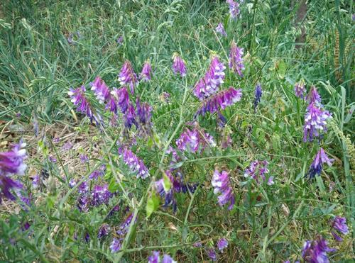 沙打旺種植氣候什么時候比較合適，有哪些需要注意的