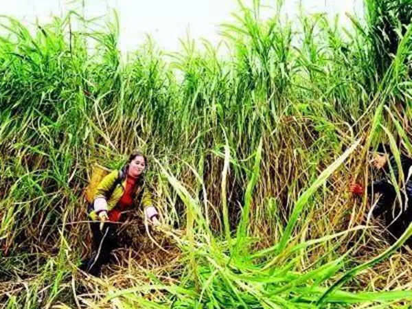 種植皇竹草養(yǎng)牛劃算嗎，一頭牛吃多少斤皇竹草