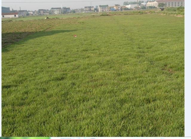 結縷草草坪草的經濟價值及其種植管理技術 結縷草草坪草的經濟價值及其種植管理技術