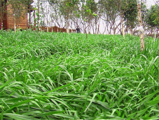 禽畜飼料的好選擇,多年生黑麥草種植方式是什么 禽畜飼料的好選擇,多年生黑麥草種植方式是什么