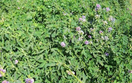 紫花苜蓿的市場(chǎng)批發(fā)價(jià)格以及播種方法