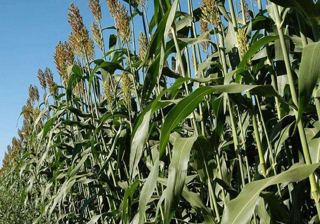 甜高粱栽培，田間管理方法有哪些