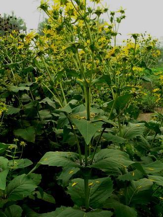 優(yōu)質(zhì)的牧草---串葉松香草，基本詳情介紹