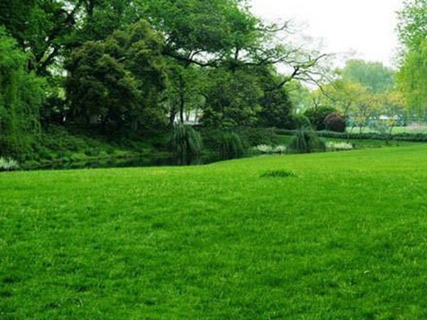 草坪種子常見的有哪些？該怎么樣育苗？