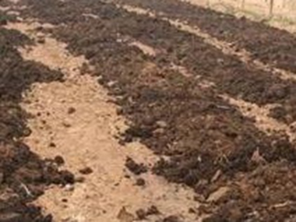 墨西哥玉米草出苗成活率是什么原因，怎么樣提高成活率？