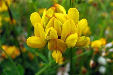 百脈根的主要價值有哪些？有何作用？