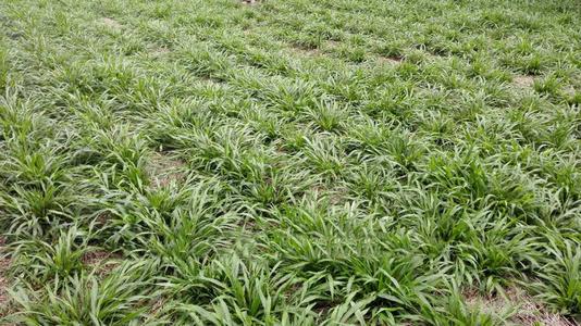 南方地區適宜種植的牧草---寬葉雀稗