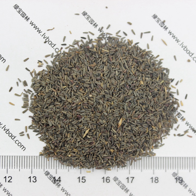 草原松果菊 草原松果菊