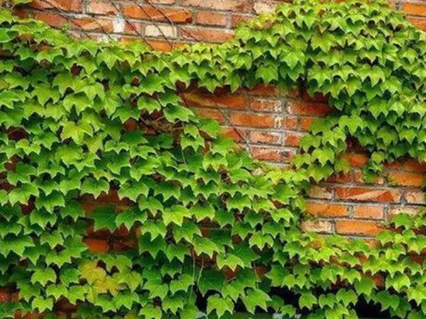 「爬山虎」的種植方法，有什么種植要求？