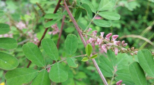 優質牧草—馬棘經濟價值以及播種環境 優質牧草—馬棘經濟價值以及播種環境