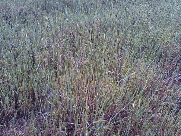 燕麥栽培技術以及播種方法 燕麥栽培技術以及播種方法