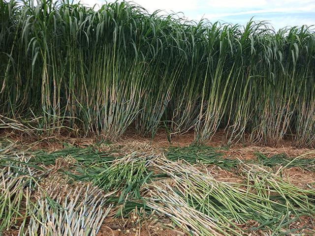 牧草種植需要注意哪些 喂牛用哪些牧草種植比較好