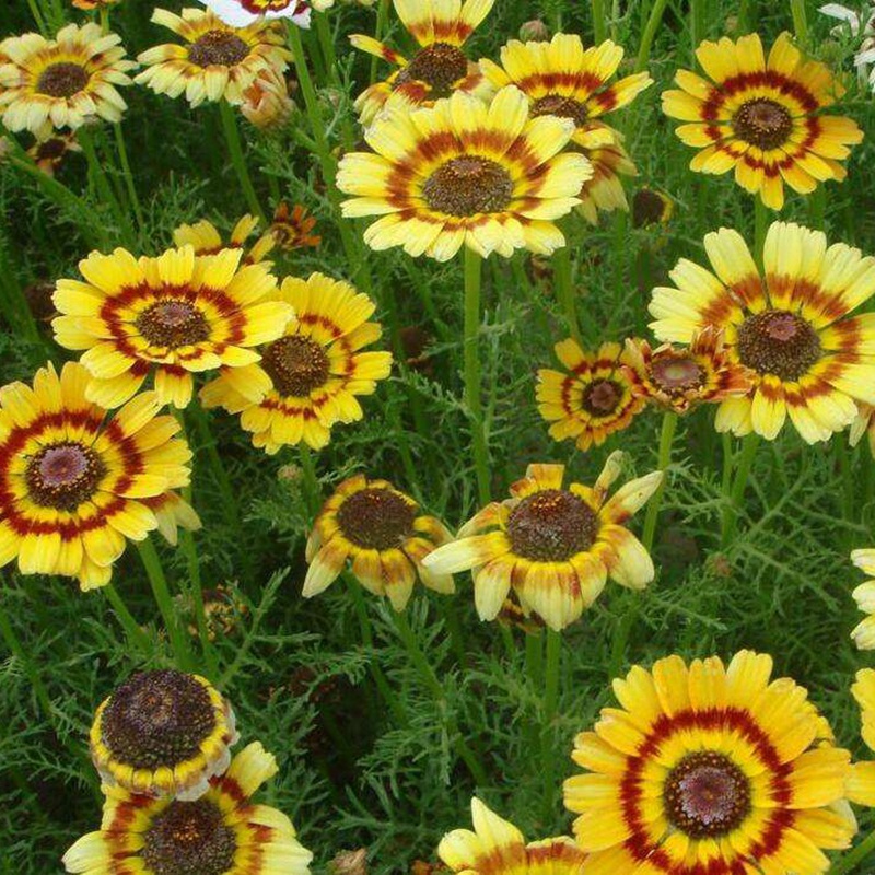 花環(huán)菊 花環(huán)菊