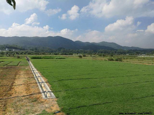 結縷草草坪草的經濟價值及其種植管理技術 結縷草草坪草的經濟價值及其種植管理技術