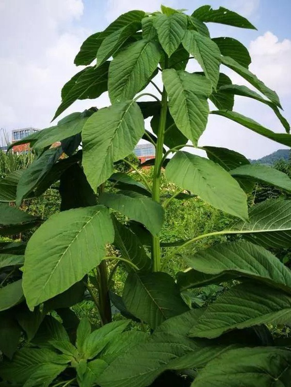 養豬用什么牧草種植比較好？