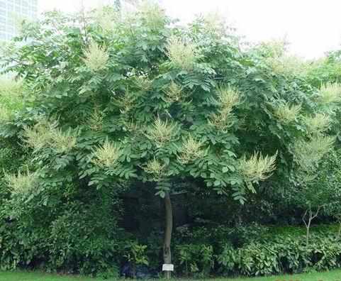 生命力頑強的鹽膚木,鹽膚木基本價值與種植技術介紹 生命力頑強的鹽膚木,鹽膚木基本價值與種植技術介紹
