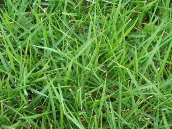 狗牙根草坪建植方法以及播種需要注意的