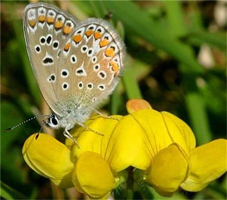 百脈根的主要價值有哪些？有何作用？