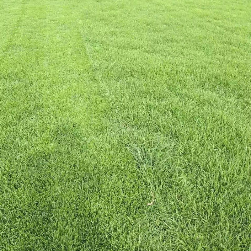 結(jié)縷草草坪雜草種植應(yīng)該注意什么，有哪些好的方法