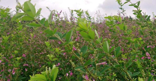 胡枝子經濟價值及種植技術 胡枝子經濟價值及種植技術