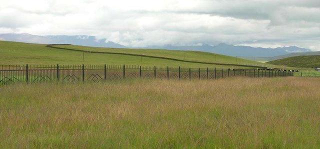 優(yōu)質(zhì)牧草——披堿草，具有不同的經(jīng)濟(jì)價(jià)值