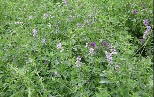 養牛最適合種植什么牧草比較好？種植方法是什么？