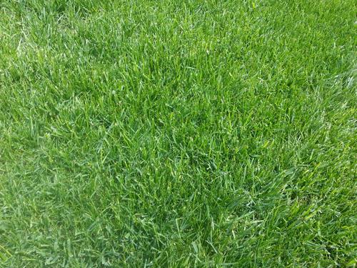 要想小米草種的好，要學會種植的技巧與方法